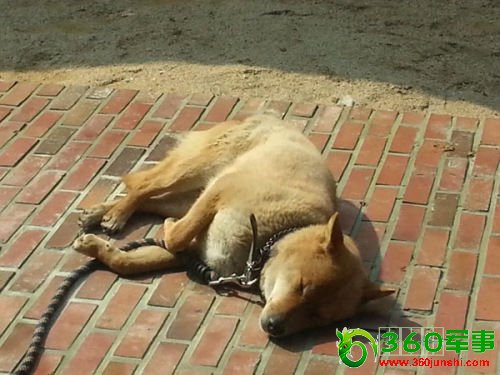 李明博上传前“第一狗”午睡照反响热烈(图)